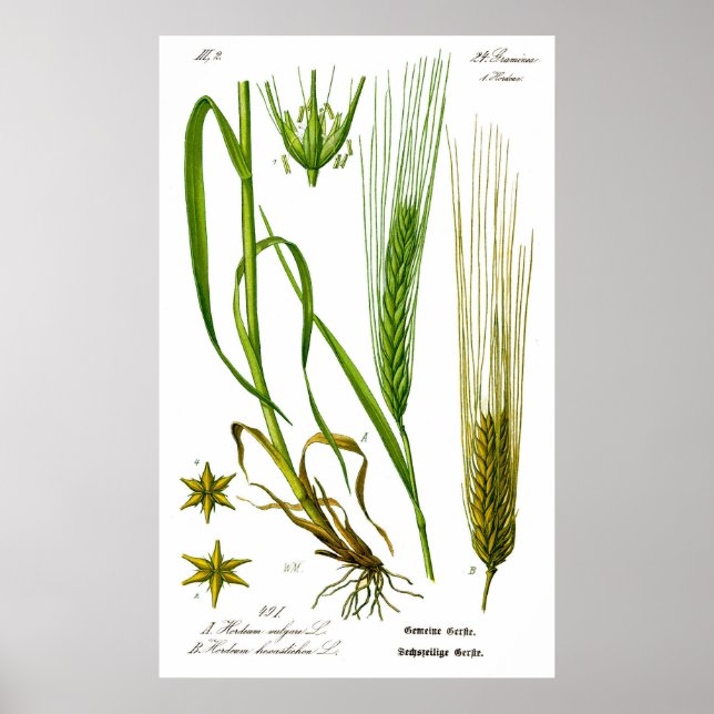 Hordeum Vulgare Barley Grass Poster (Framsidan)