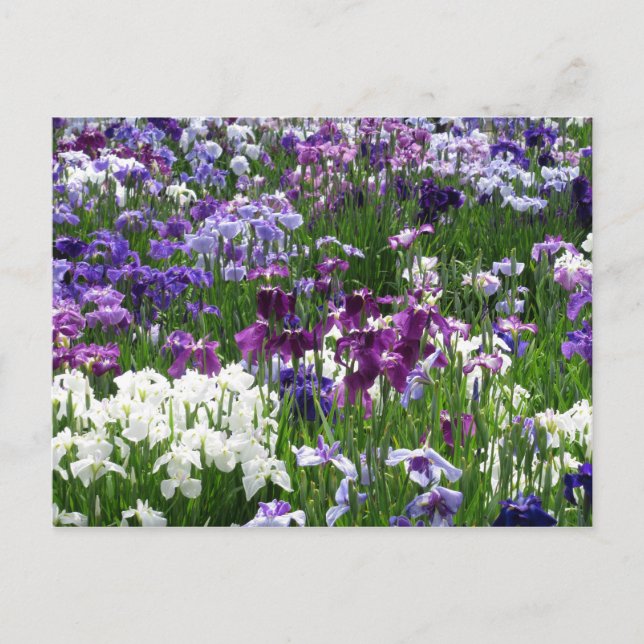 Horikiri Iris Garden: Tokyo, Japan Vykort (Framsida)