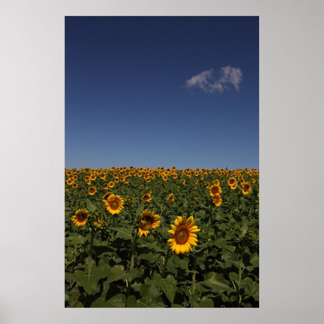 Horisont Poster (Framsidan)