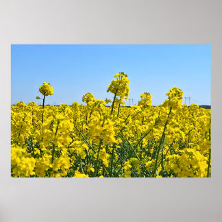 Horisontlinjen - Vild naturs färger Rumänien Poster