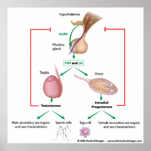 Hormonal kontroll av puberteten hos pojkar och fli poster