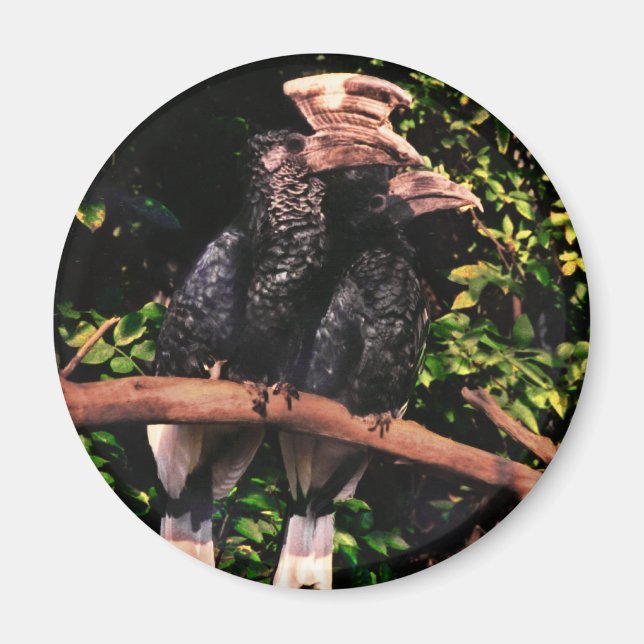 Hornbill i Kärlek Magnet (Framsidan)