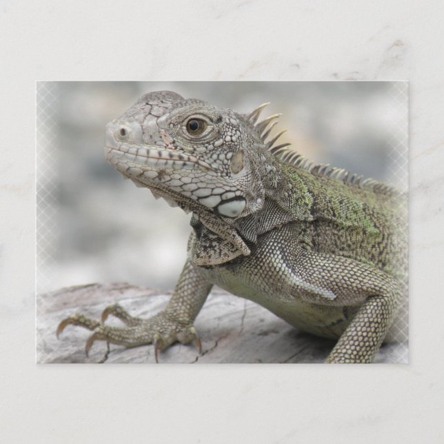 Horned Iguana Postcard Vykort (Framsida)