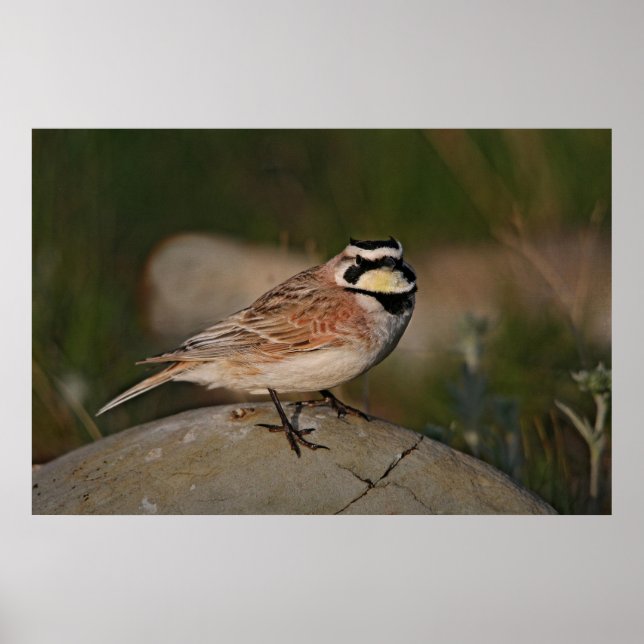 Horned Lark Poster (Framsidan)