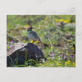 Horned Lark Vykort