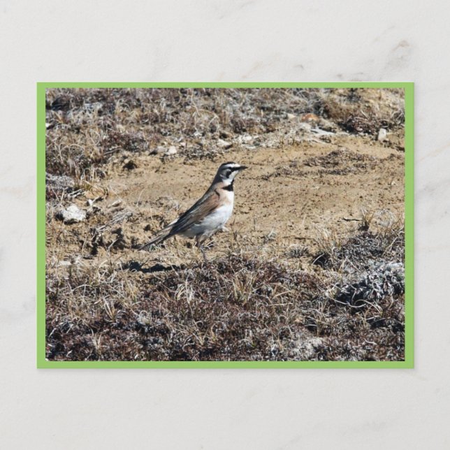 Horned Lark Vykort (Framsida)