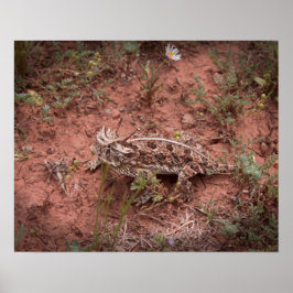 Horned Lizard Poster
