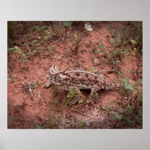 Horned Lizard Poster
