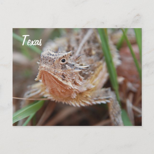 Horned Lizard, Texas Vykort (Framsida)