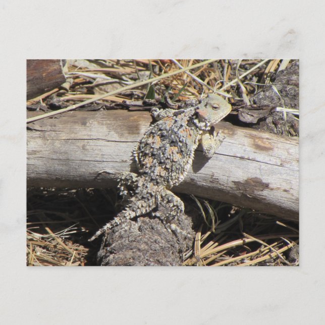 Horned Lizard Vykort (Framsida)