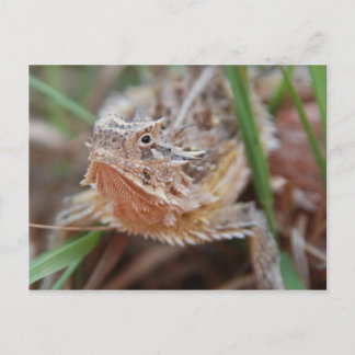Horned Lizard Vykort