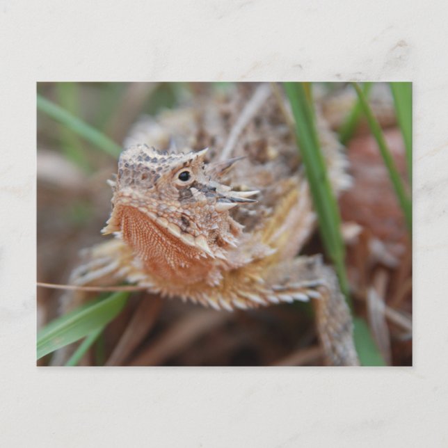 Horned Lizard Vykort (Framsida)