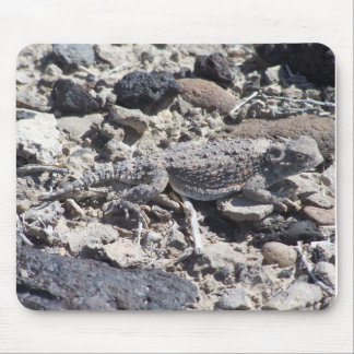 horned padda musmatta