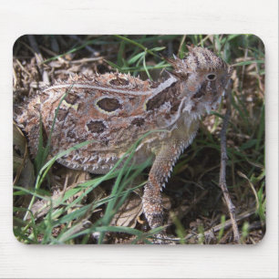 horned padda musmatta