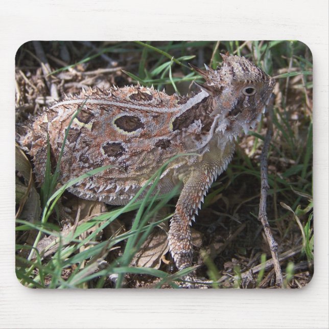 horned padda musmatta (Framsidan)