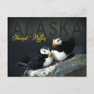 Horned Puffin, Alaska Vykort