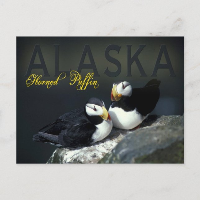 Horned Puffin, Alaska Vykort (Framsida)