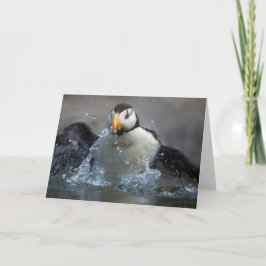 Horned Puffin Bathing - Fratercula corniculata Kort