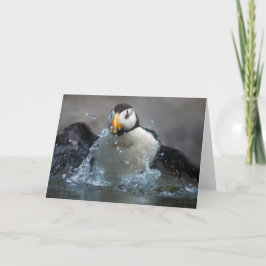 Horned Puffin Bathing - Fratercula corniculata Kort