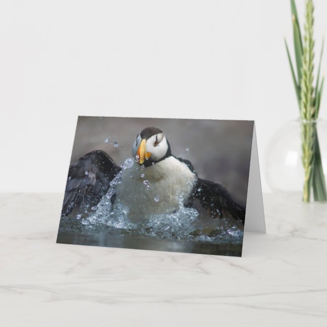 Horned Puffin Bathing - Fratercula corniculata Kort (Framsida)