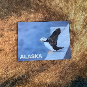 Horned Puffin i Alaska Vykort