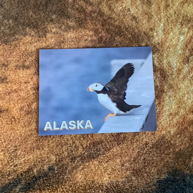 Horned Puffin i Alaska Vykort (Skapare uppladdad)