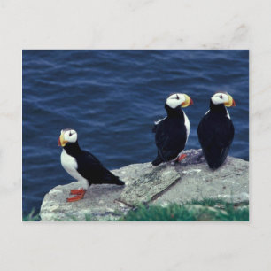 Horned Puffin Trio Vykort