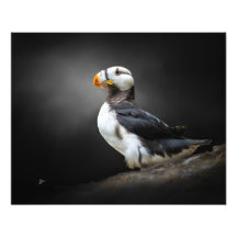 Horned Puffin Vilda Djur Porträtt på Svart