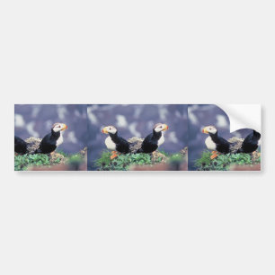 Horned Puffins Bildekal