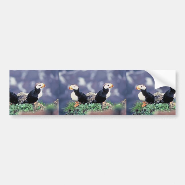 Horned Puffins Bildekal (Framsidan)