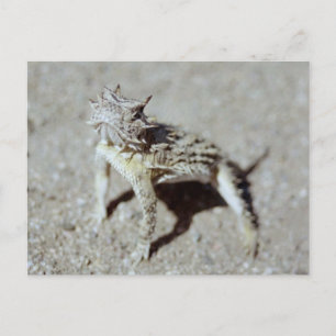Horned Toad Vykort