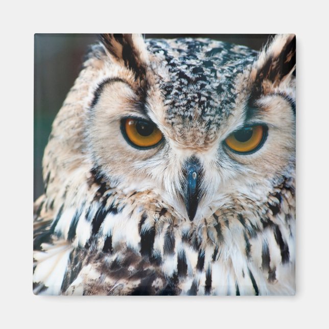 Horned Uggla Bird Nature Wildlife Magnet (Framsidan)