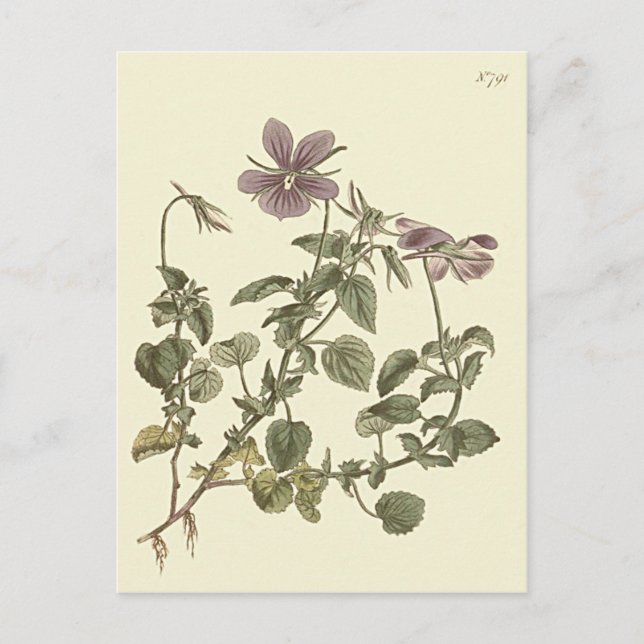 Horned Violet Botanical Illustration Vykort (Framsida)