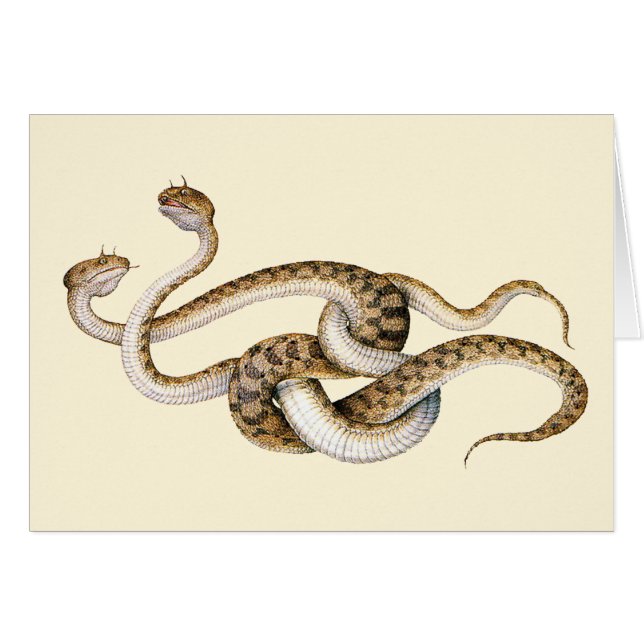 Horned Vipers Hälsningskort (Framsidan Horizontal)