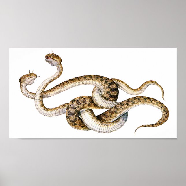 Horned Vipers Poster (Framsidan)