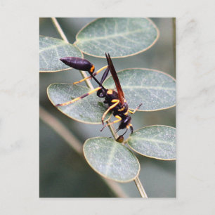 Hornet Photo Postcard Vykort