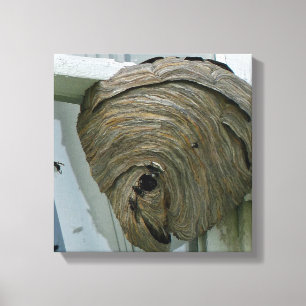 Hornets Nest Canvastryck