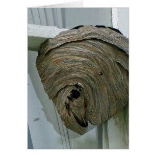 Hornets Nest Hälsningskort