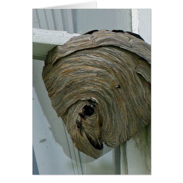 Hornets Nest Hälsningskort (Framsidan)