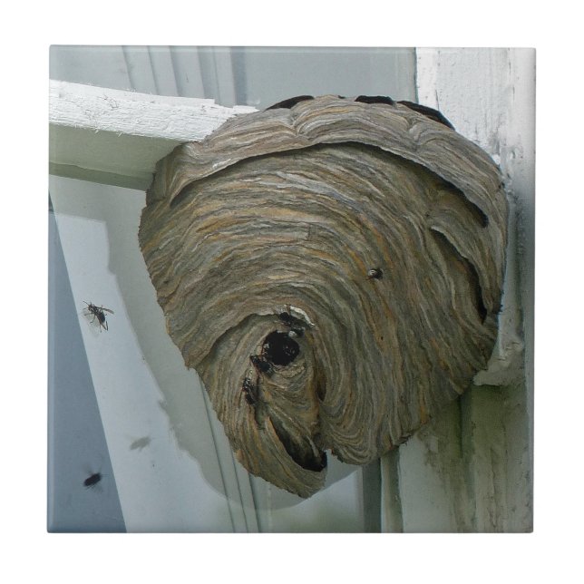 Hornets Nest Kakelplatta (Framsidan)