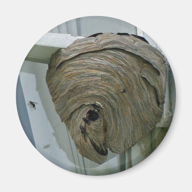 Hornets Nest Magnet (Framsidan)