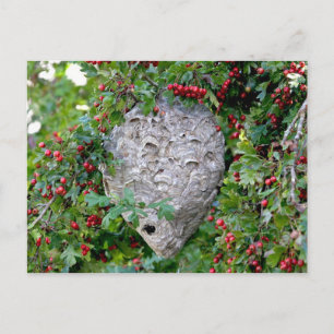 Hornets Nest Photo Vykort