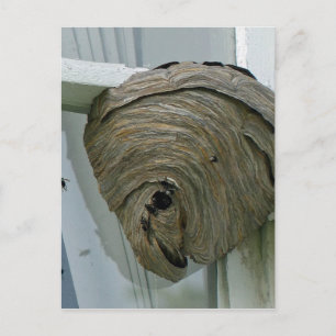 Hornets Nest Vykort