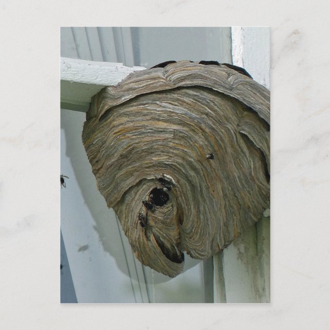Hornets Nest Vykort (Framsida)