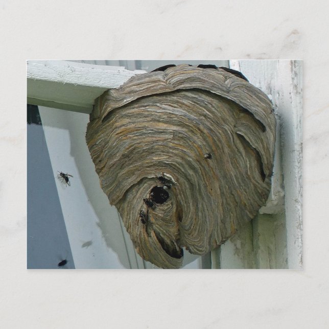 Hornets Nest Vykort (Framsida)