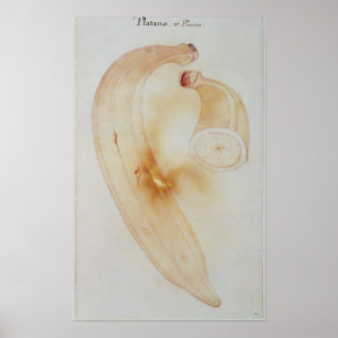 HornPlantain Poster