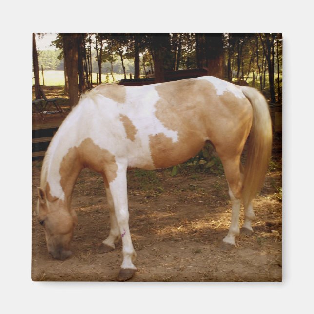 Horse 3, Magnet (Framsidan)