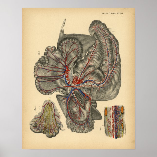 Horse Abdominal Anatomy 1908 Vintage Print Poster (Framsidan)
