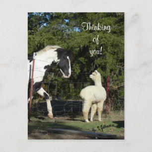 Horse Alpaca vykort