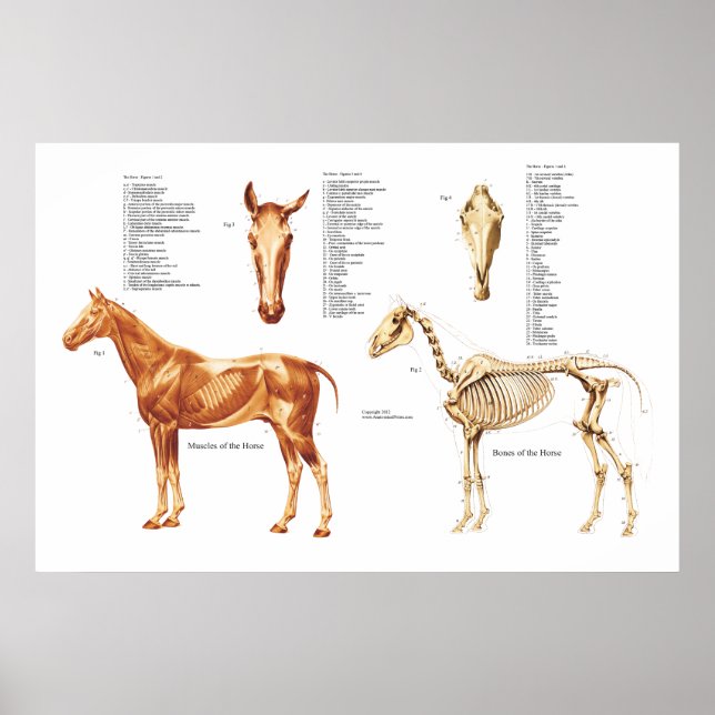 Horse Anatomy Bones and Muscles Poster (Framsidan)